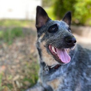 Meet your Posher, Sam